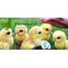 Купить цыплят несушек в Оренбурге или приобрести другую сельскохозяйственную птицу