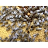 Пчелопакеты 2012.  Продажа пчелопакетов карпатской породы